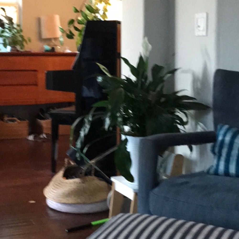 Meet your Posher, Jasmine